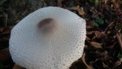 Leucoagaricus meleagris