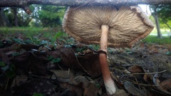 Leucoagaricus meleagris