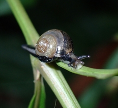 Helicarion permolle