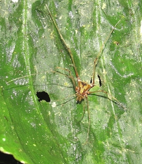 Ventrivomer ancyrophorus