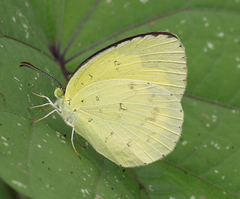 Eurema hecabe hecabe