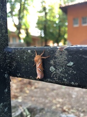 Triodia sylvina