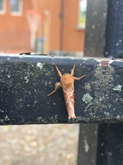Triodia sylvina