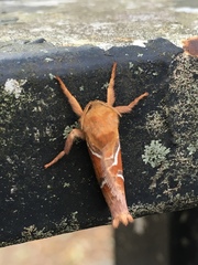 Triodia sylvina