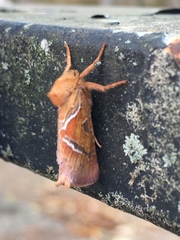 Triodia sylvina
