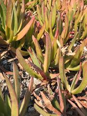 Carpobrotus
