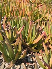 Carpobrotus