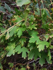 Ribes aureum