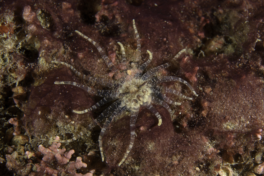 worm anemone