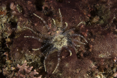 worm anemone