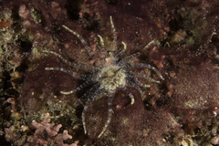 Scolanthus callimorphus