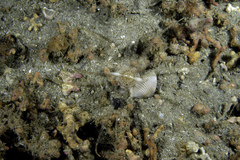 Scolanthus callimorphus