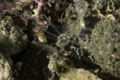 Scolanthus callimorphus