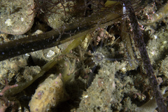 Scolanthus callimorphus