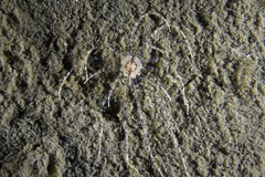 Scolanthus callimorphus