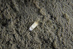 Scolanthus callimorphus