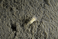 Scolanthus callimorphus