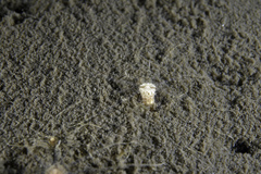 Scolanthus callimorphus