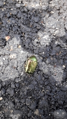 Cetonia aurataeformis