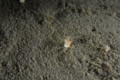 Scolanthus callimorphus