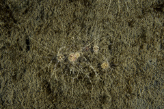 Scolanthus callimorphus