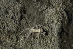 Scolanthus callimorphus