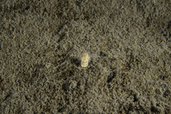 Scolanthus callimorphus