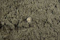 Scolanthus callimorphus