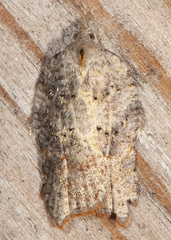 Acleris effractana
