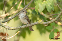 Muscicapa striata striata