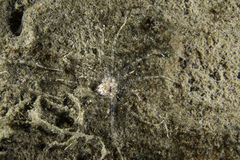 Scolanthus callimorphus