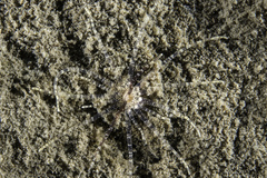 Scolanthus callimorphus