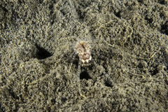 Scolanthus callimorphus