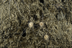 Scolanthus callimorphus