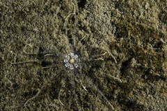 Scolanthus callimorphus