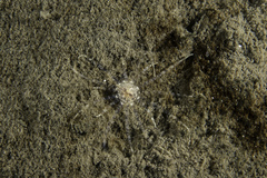 Scolanthus callimorphus