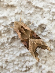 Phlogophora meticulosa