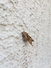 Phlogophora meticulosa