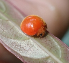 Chilocorus circumdatus
