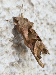 Phlogophora meticulosa