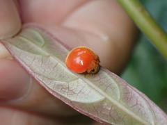 Chilocorus circumdatus
