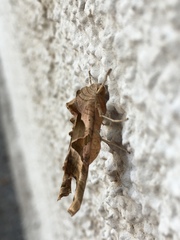 Phlogophora meticulosa
