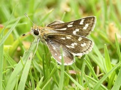 Taractrocera maevius