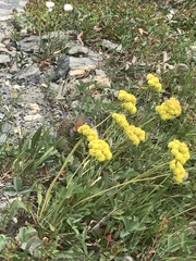 Oligogonum