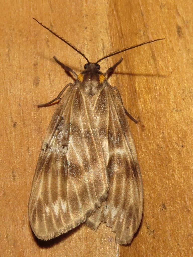 Chrysoglossa