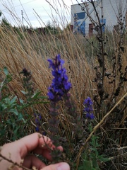 Salvia nemorosa