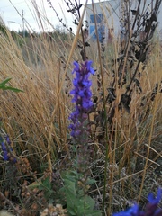 Salvia nemorosa