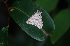 Lymantria ganara