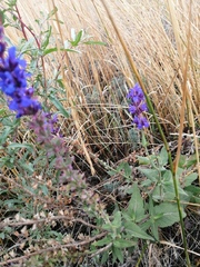 Salvia nemorosa