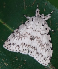 Lymantria ganara
